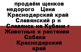 продаём щенков недорого › Цена ­ 200 - Краснодарский край, Славянский р-н, Славянск-на-Кубани г. Животные и растения » Собаки   . Краснодарский край